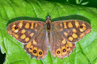 mariposa-maculada-pararge-aegeria-