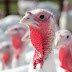 Turkey Farming: A Comprehensive Guide to Raising Healthy Birds