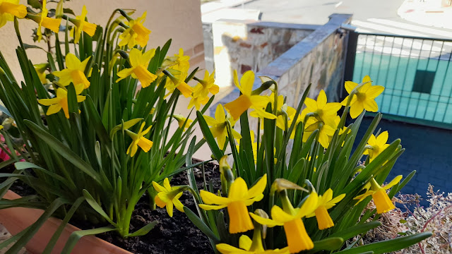 Narcisos Tête à Tête (Narcissus spp.).