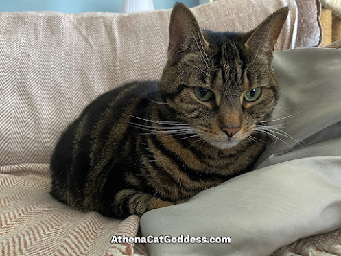 tabby cat on the sofa