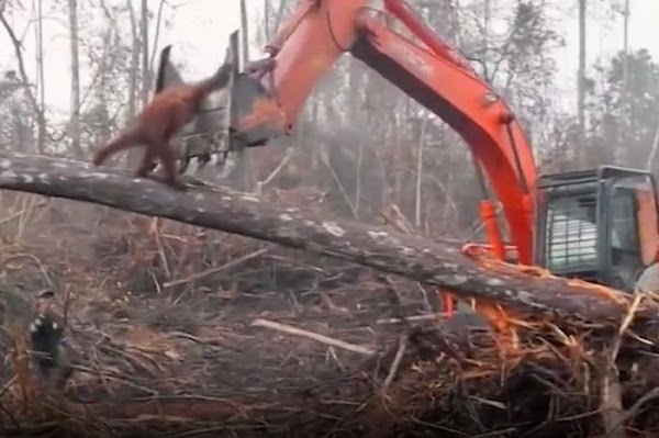 Warga Kalimantan dapat Sindiran Keras! ‘Alam Rusak Mereka Tiarap, Ungkapan Jin Buang Anak Pada Bangkit’