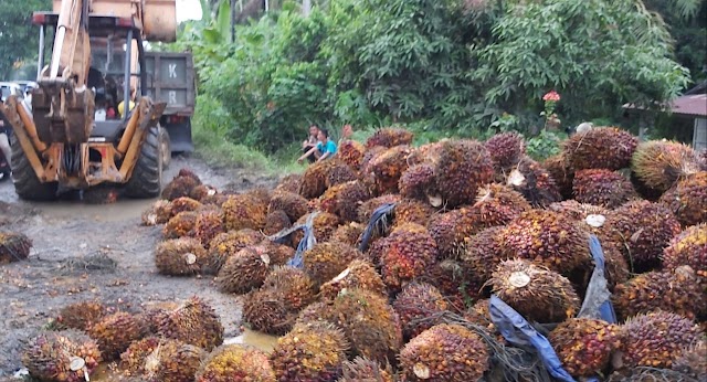 Kelapa Sawit Dorong Kenaikan NTP Sumut di Bulan Oktober 