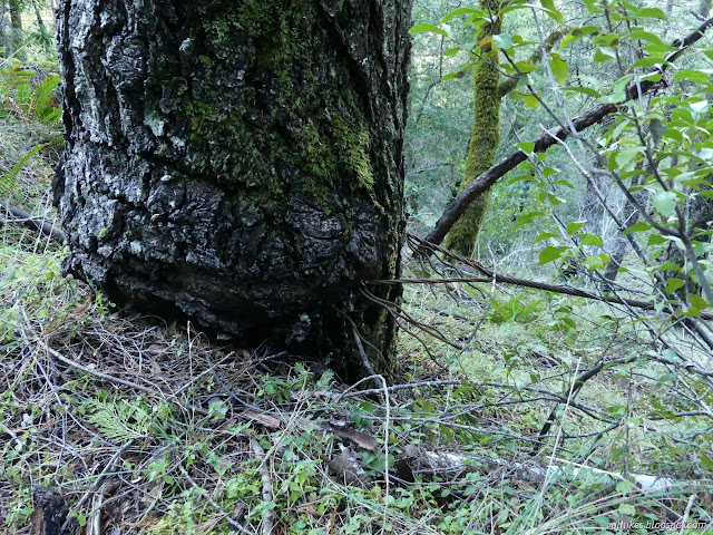 33: frayed cable cutting into a tree