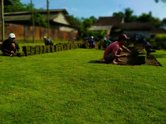 JUAL RUMPUT JEPANG SIDOARJO
