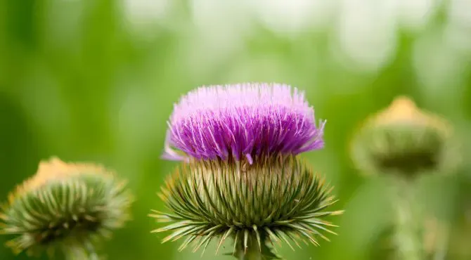 What is burdock?