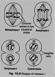 Cytokinesis