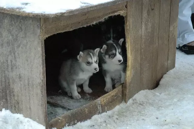 Puppy Kennel Training