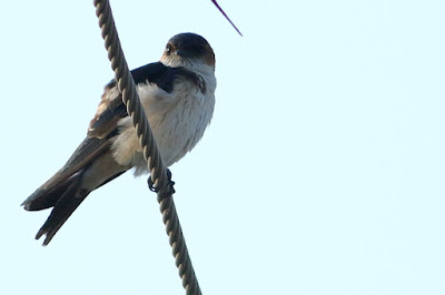 Red-rumped Swallow