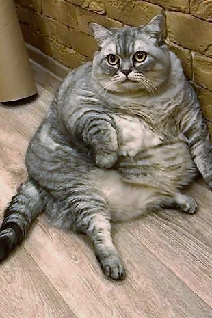 2022 - the world's most obese domestic cat. Name: Liznya (Russia)