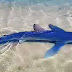 Καρχαρίας έκανε βόλτες στη μαρίνα της Γλυφάδας 