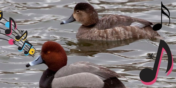 Redhead Duck