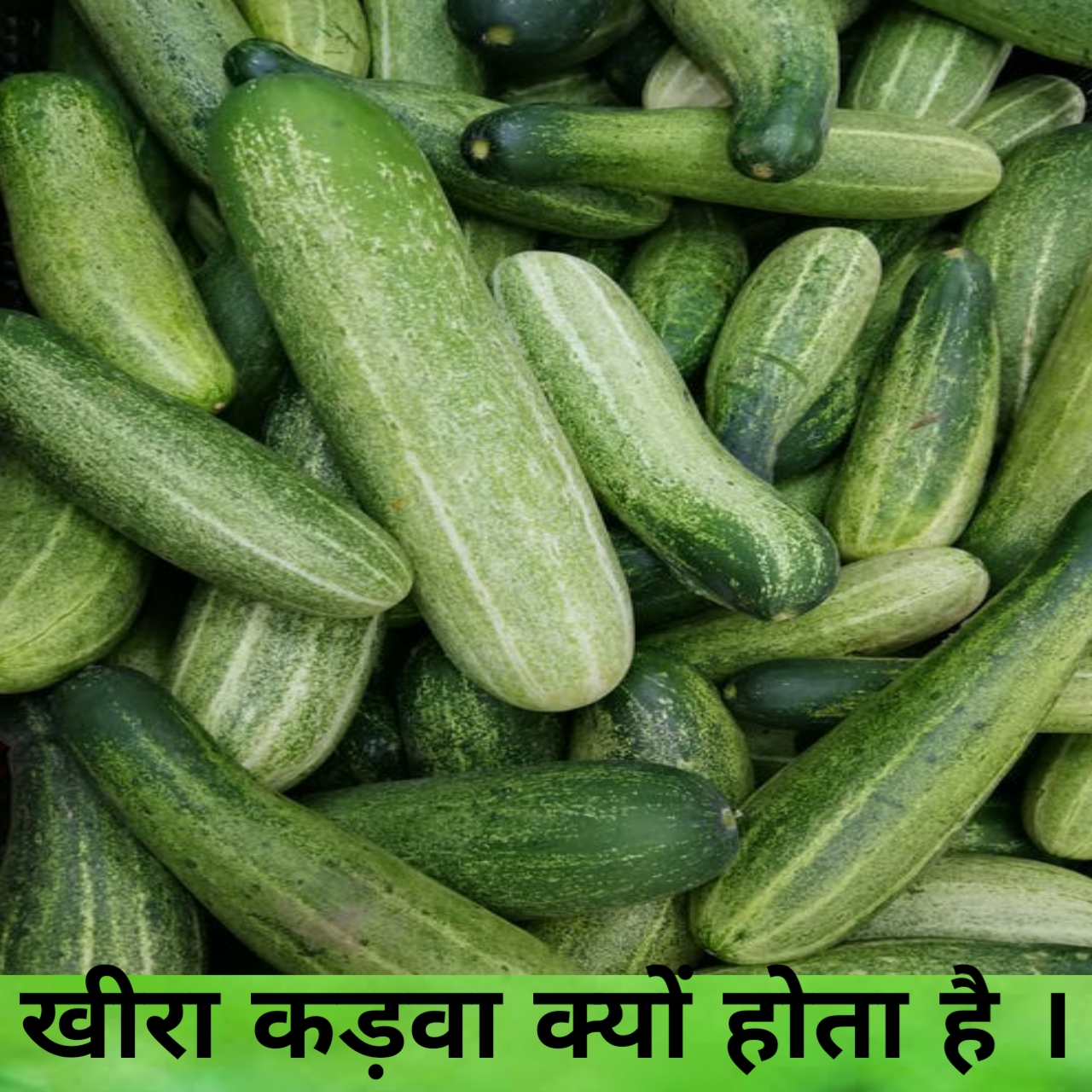 Why are some cucumbers bitter