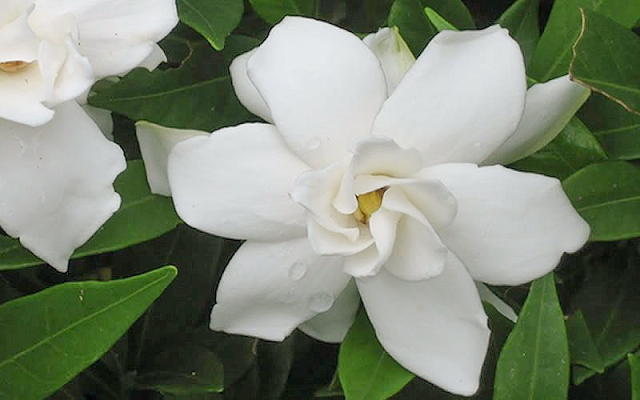 Gardenia Jasminoides