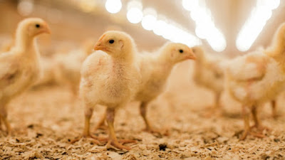 3 Most devastating diseases in Poultry
