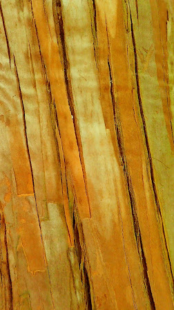 Olearia bark on the Nikau Valley walk