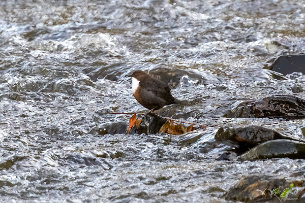 Dipper