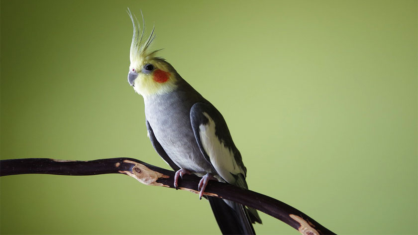 cockatiel, cockatiel bird, cockatiel for sale, cockatiel parrot, cockatiel price, burung cockatiel, blue cockatiel, cockatiel talking