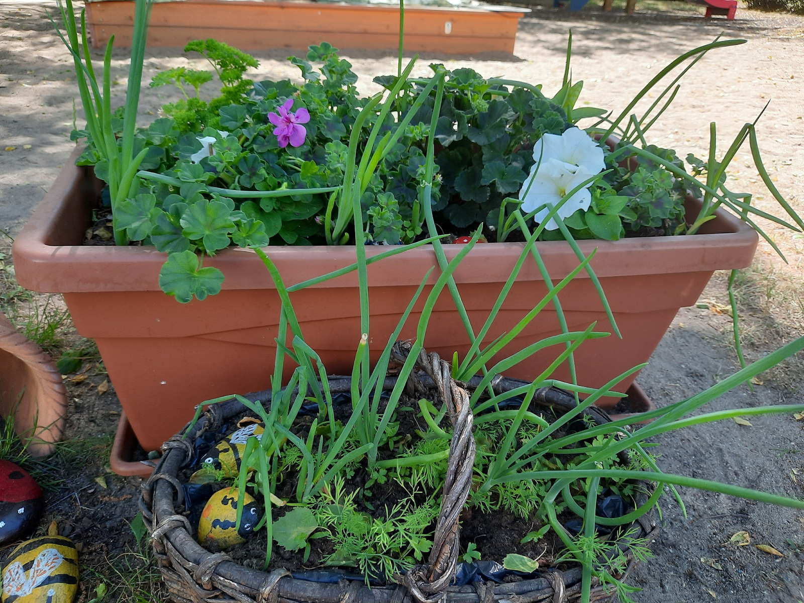 Kujutis