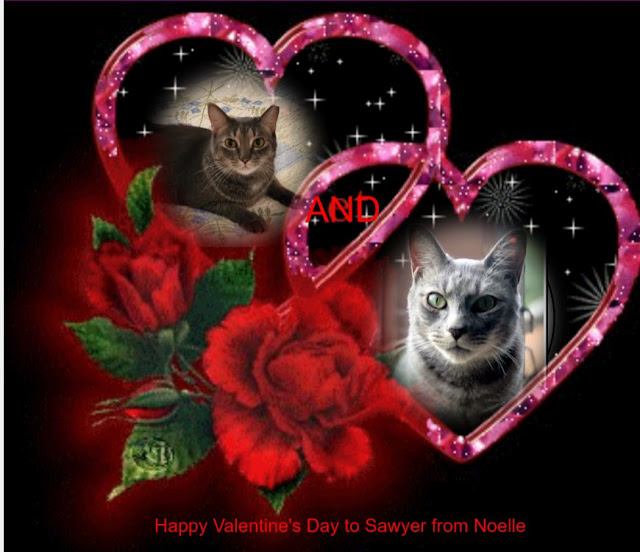 Dear Sawyer,  I am the luckiest girlcat to have a special boyfriend like you.  Love and Whisker kisses, Noelle