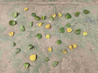 Jade plant leaves fall