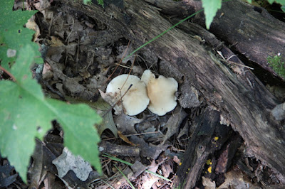 some mushrooms thrive on or near dead wood