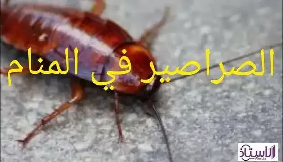 Video-interpretation-dream-cockroaches-walking-body