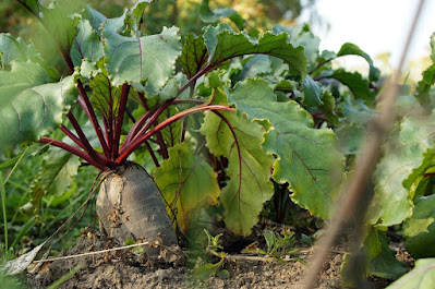 A picture of beets.  I got this picture from Pixabay, as I never grew beets in Waco.