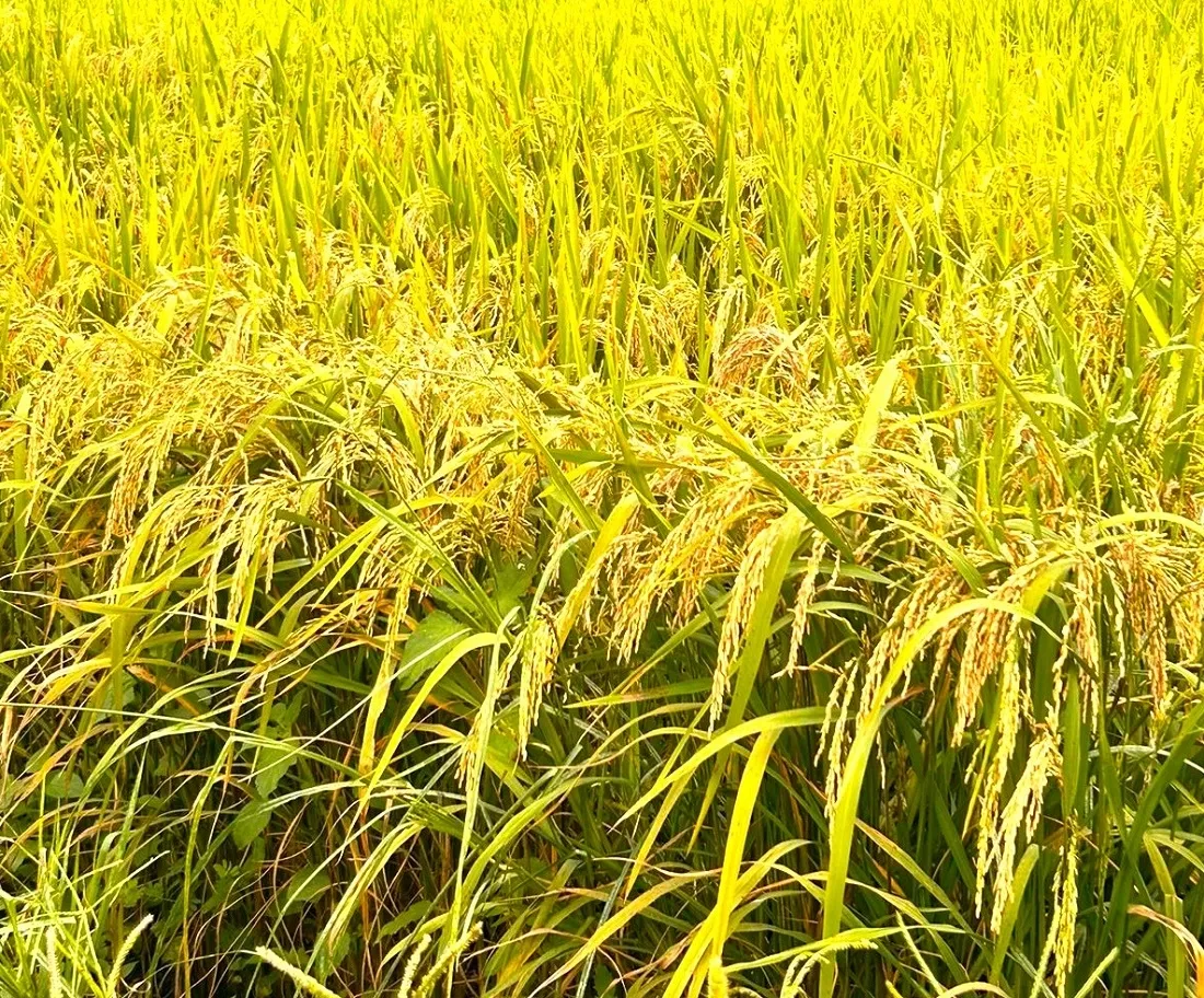 plantação de arroz