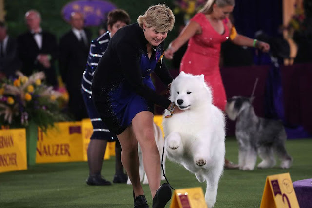 Выставка собак Kennel Club 2021 ( Нью-Йорк)