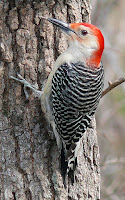 a picture of a red-bellied woodpecker on a tree trunk