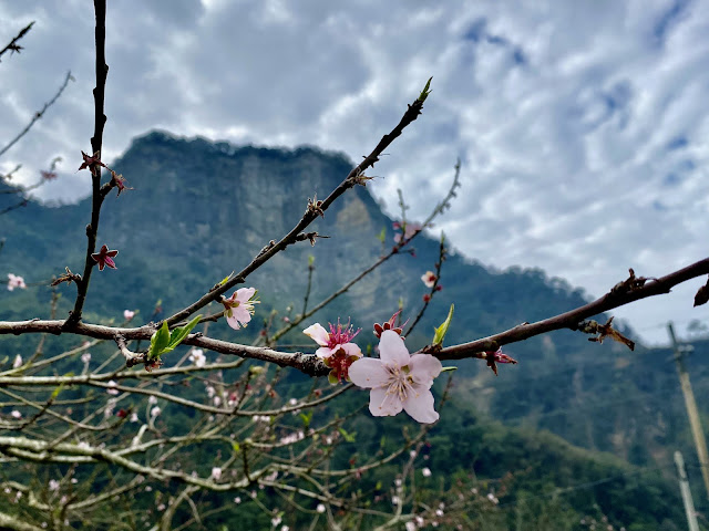 桃花盛開--後為細道邦山