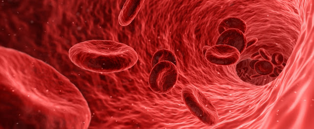 ما هي مكونات ووظائف الدم والمصادر الغذائية المهمة لصحة الإنسان؟
