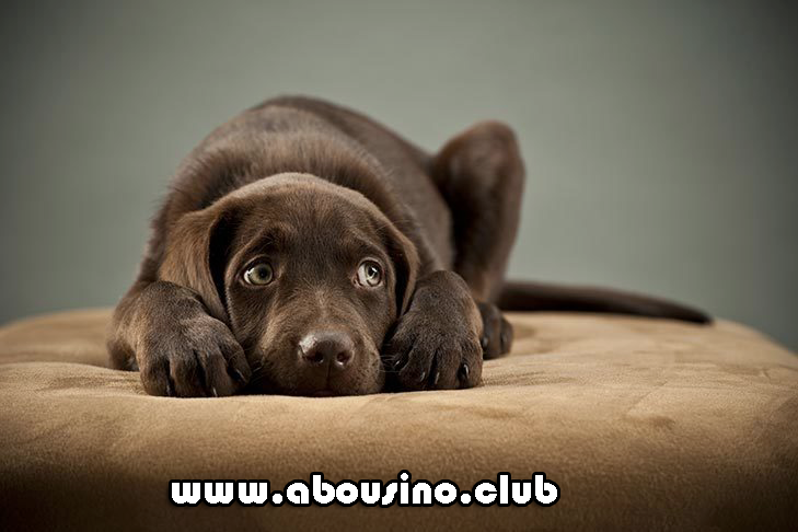 7 Ways to Get Your Dog to Listen to You Again