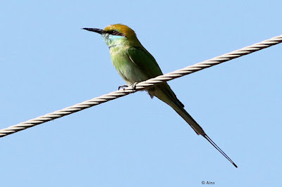 Green Bee-eater