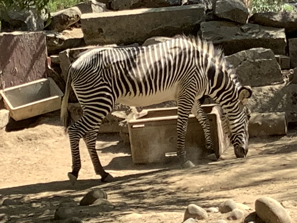 STEEPLECHASING ZEBRAS