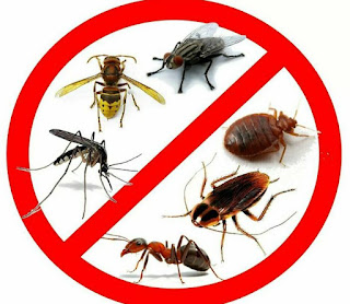 طرق الوقاية من الحشرات في المنزل