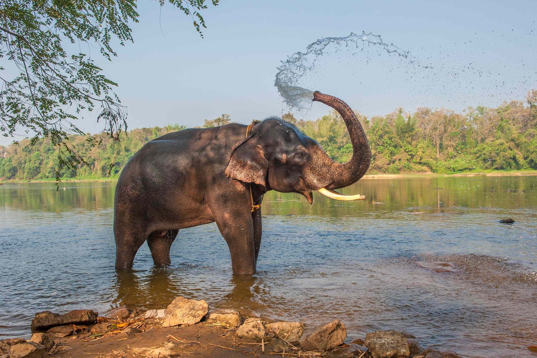 Elephant lake munnar