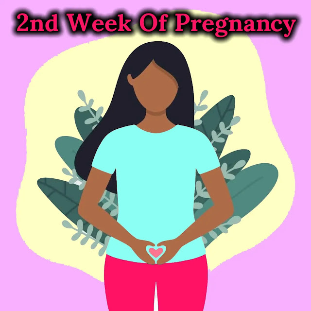 Second week of pregnancy | दूसरे हफ्ते की प्रेगनेंसी से आप क्या समझते हैं