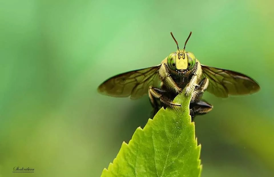 Little Fly, Green Leaf, Bee eye, Carpenter Bee