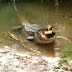 VÍDEO IMPACTANTE MOSTRA MORDIDA BRUTAL DE CROCODILO QUE DESTROÇOU TARTARUGA; ASSISTA