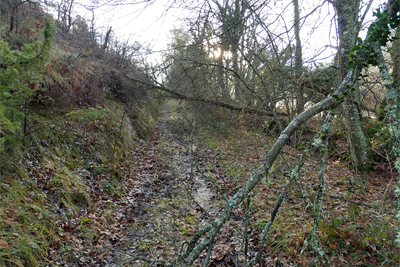 Camino embarrado y arboles caídos - 2022