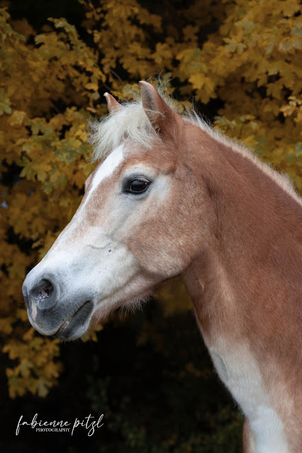 Reitunterricht bei St. Pölten