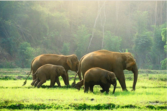 wayanad