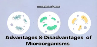 Advantages and Disadvantages of Microorganisms