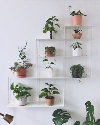 home decoration with plants