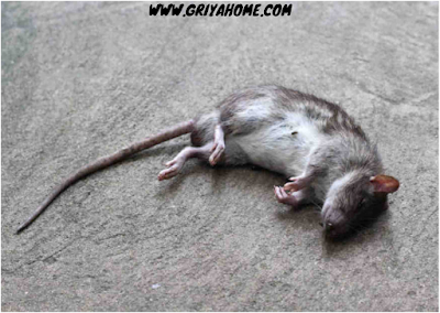 tikus terkena racun