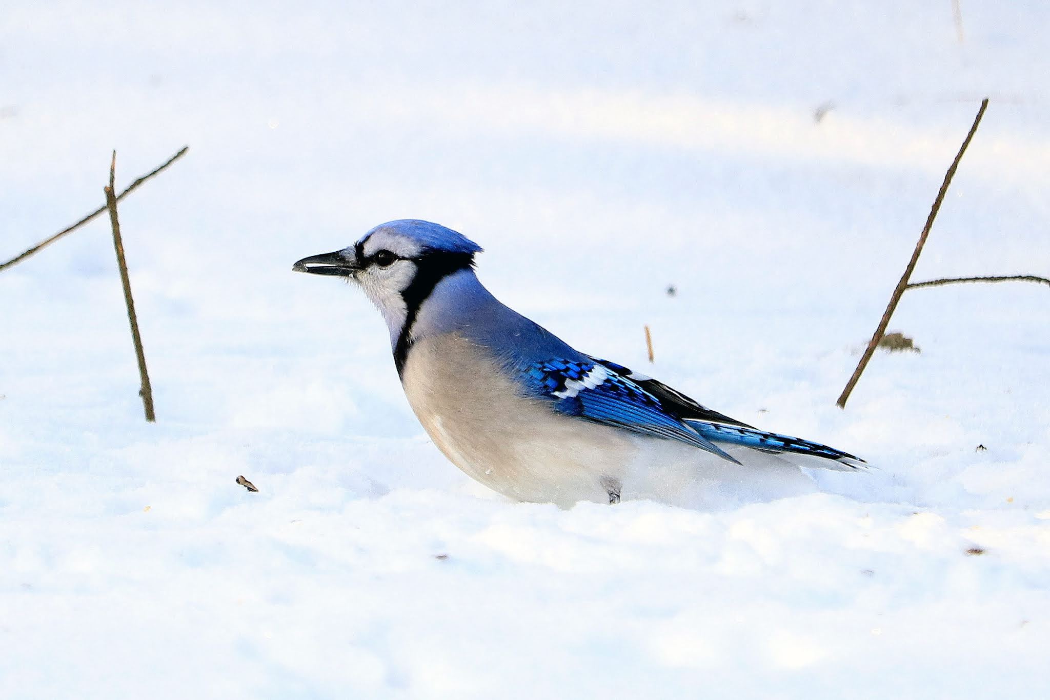 The Blue Jay: The Bird With Intense Blue Feathers