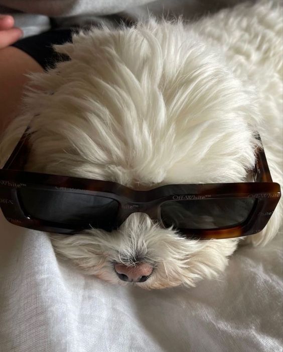 fran acciardo this week's top 10 dog wearing sunglasses