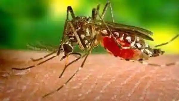 Zika Virus Spread in UP Update : तेजी से पैर पसार रहा संक्रमण, अब तक 140 मामले आए सामने, लखनऊ में अब तक मरीजों की संख्या हुई 5..