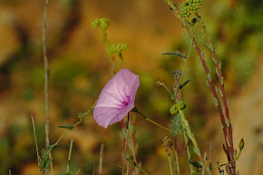 Campanilla